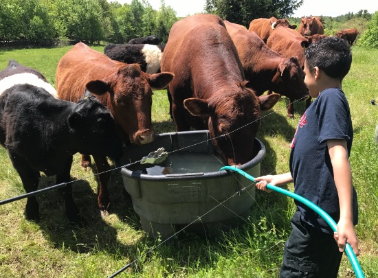 Hampshire Country Day School farm - Boarding schools - boarding schools near me - twice exceptional students - top boarding schools – Hampshire Country School